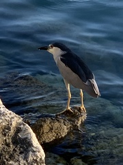 Nycticorax nycticorax image