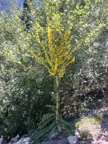 showy mullein