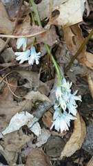 Puschkinia scilloides