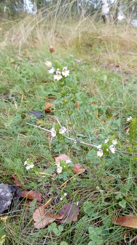 Euphrasia stricta, photograph 5