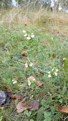 Euphrasia stricta, photograph (c) Екатерина Войнова, some rights reserved (CC BY)