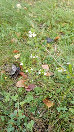 Euphrasia stricta, photograph 4