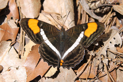 Adelpha donysa
