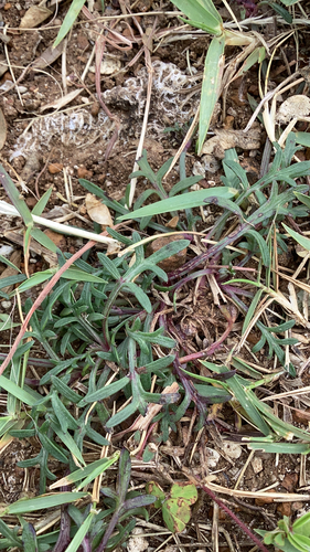 Glossocardia bidens observed 2026-09-11