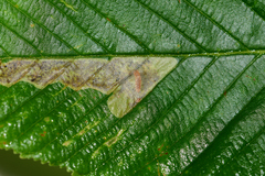 Cameraria aesculisella