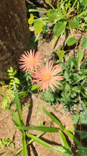 Gerbera jamesonii