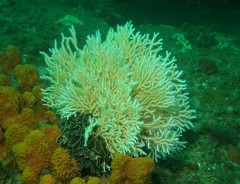 Melithaea