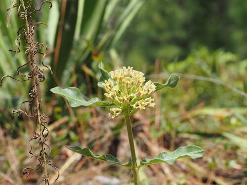 pineland milkweed