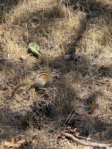 Least Chipmunk