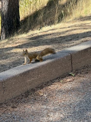 American Red Squirrel