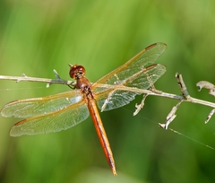 Libellula auripennis