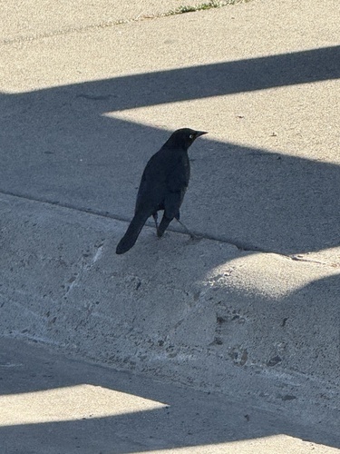 Brewer's Blackbird