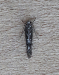 Coleotechnites blastovora