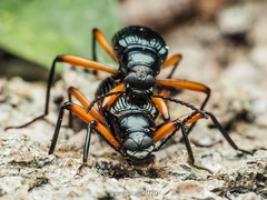 Strongylium erythrocephalum