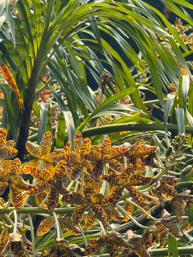 Grammatophyllum observed 2026-09-05
