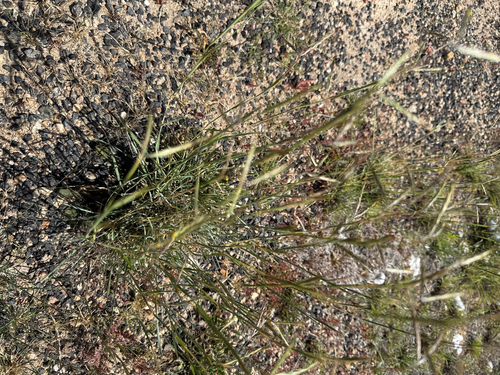 thatching grass