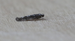 Coleotechnites blastovora