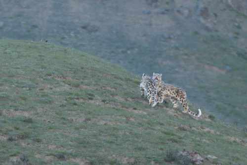 Snow Leopard