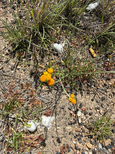 Common Everlasting
