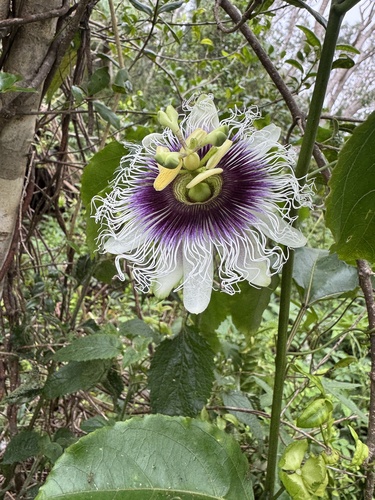 Passiflora edulis observed 2026-09-10