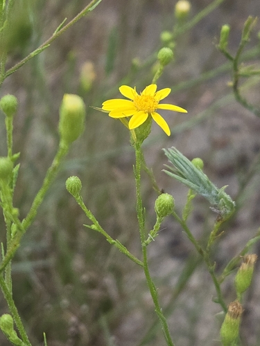 Pityopsis aspera, photograph 3