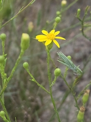 Pityopsis aspera, photograph author not stated, no rights reserved