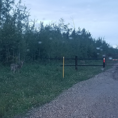 White-tailed Deer