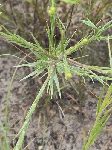 Pityopsis aspera, photograph 4