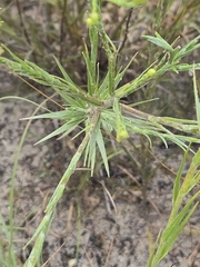 Pityopsis aspera, photograph author not stated, no rights reserved