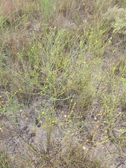 Pityopsis aspera, photograph author not stated, no rights reserved