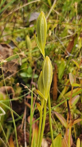 Pogonia ophioglossoides, photograph 3
