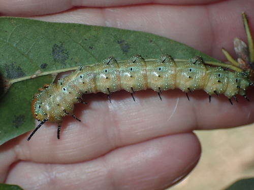 Spiny Oakworm Moth
