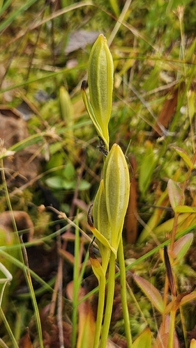 Pogonia ophioglossoides, photograph 4