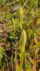 Pogonia ophioglossoides, photograph (c) Sam Bucciarelli, some rights reserved (CC BY)
