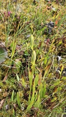 Pogonia ophioglossoides, photograph (c) Sam Bucciarelli, some rights reserved (CC BY)