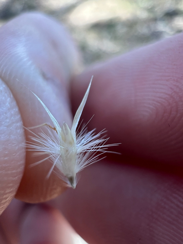 Purplish Wallaby Grass