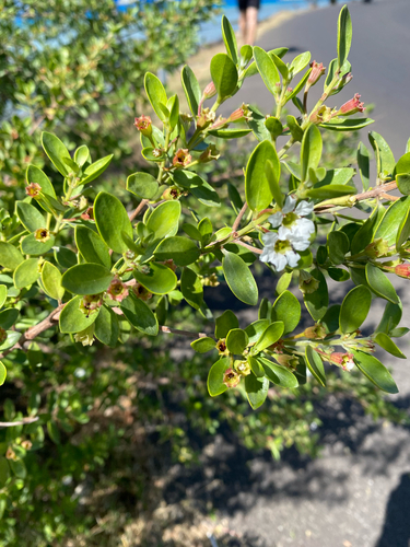 Pemphis acidula observed 2026-08-31