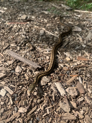 Common Garter Snake
