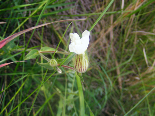white campion