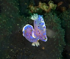 Goniobranchus thompsoni