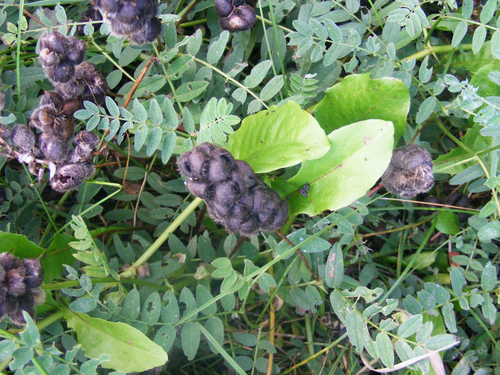 Chickpea Milkvetch