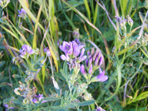 Alfalfa