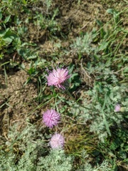 Klasea haussknechtii