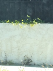 Oxalis pes-caprae