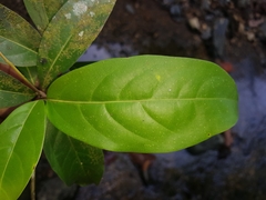 Mespilodaphne veraguensis