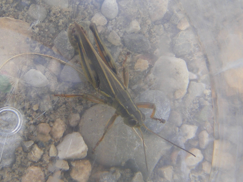 Two-striped Grasshopper