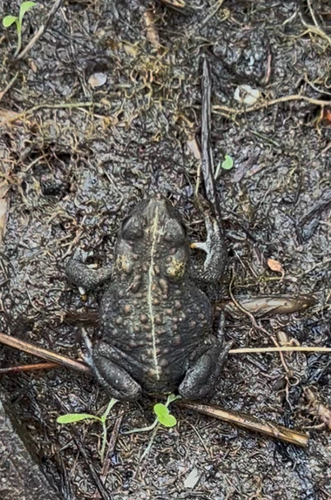Western Toad