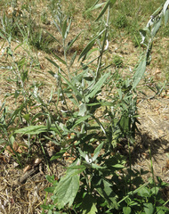 Artemisia douglasiana, photograph (c) Garth Harwood, some rights reserved (CC BY)