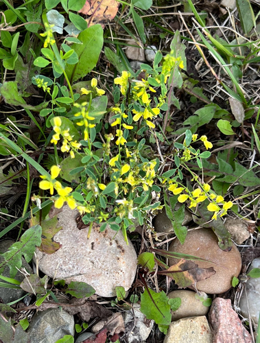 Yellow Sweetclover