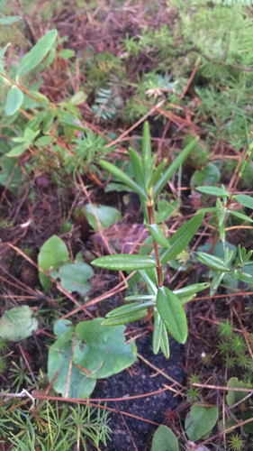 Swamp Laurel